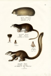 Taupe dorée du Cap, 1824 - Karl Joseph Brodtmann
